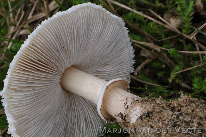 Rafelige parasolzwam - Macrolepiota excoriata